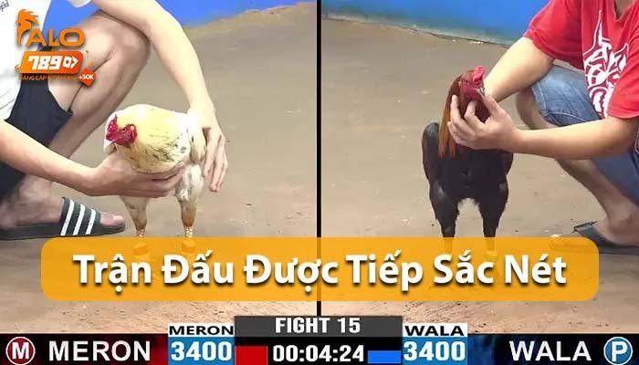 Đá Gà Cựa Sắt được trực tiếp sắc nét Đá Gà Cựa Sắt được trực tiếp sắc nét