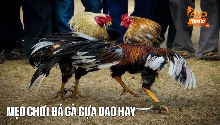 Mẹo chơi cá cược đá gà cựa dao hay