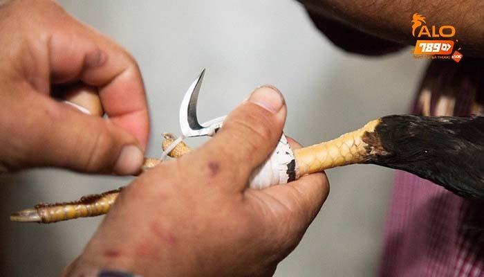 Ưu điểm khi chơi cá cược đá gà cựa dao tại ALO789